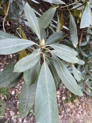 Rhododendron maximum