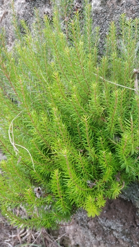 Erica platycodon subsp. maderincola image