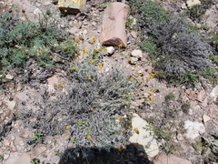 Thymophylla setifolia