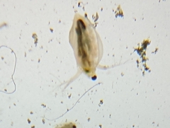 Daphnia