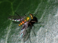 Chrysosoma