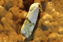 Ponometia elegantula