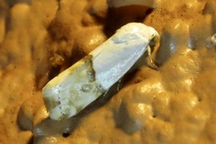 Ponometia elegantula