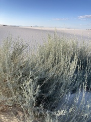 Atriplex canescens