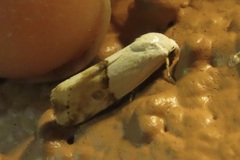 Ponometia elegantula