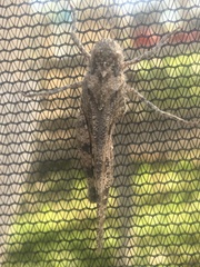 Spharagemon cristatum