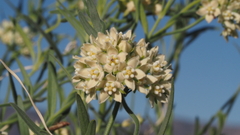 Funastrum hirtellum