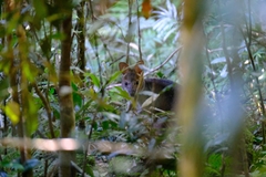 Thylogale stigmatica