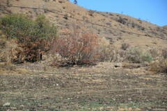 Pistacia terebinthus