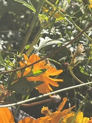 Agapostemon virescens