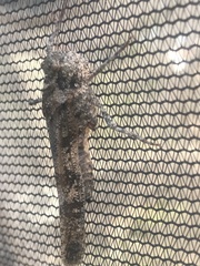 Spharagemon cristatum