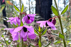 Tetratheca pilosa