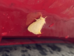 Lymantriinae