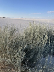 Atriplex canescens