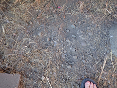 Callipepla californica