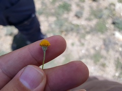 Thymophylla setifolia