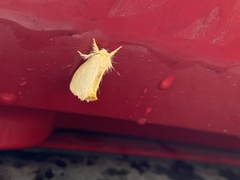 Lymantriinae