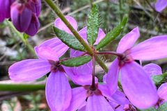 Tetratheca pilosa