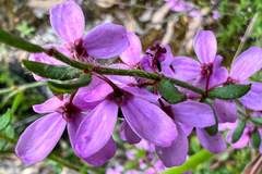Tetratheca pilosa