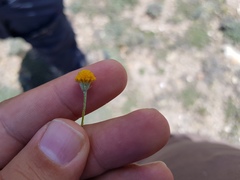 Thymophylla setifolia