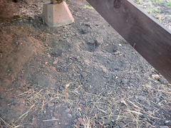 Callipepla californica