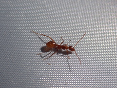 Formica pallidefulva