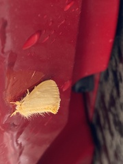Lymantriinae