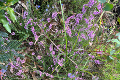 Tetratheca pilosa