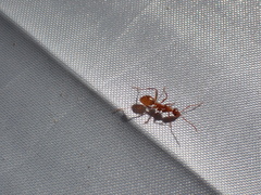 Formica pallidefulva