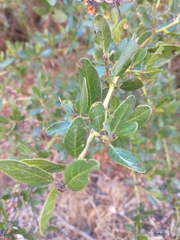 Ceanothus spinosus