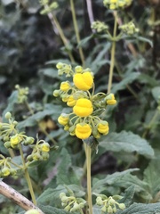Calceolaria