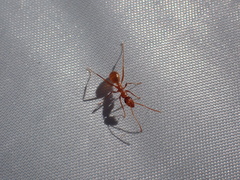 Formica pallidefulva