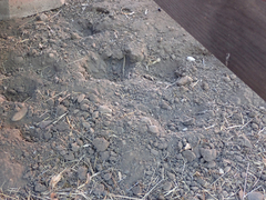 Callipepla californica