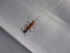 Formica pallidefulva