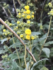 Calceolaria
