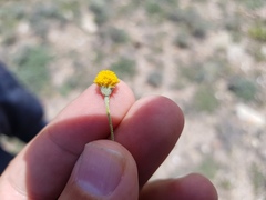 Thymophylla setifolia