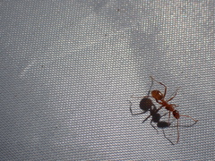 Formica pallidefulva