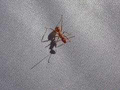 Formica pallidefulva