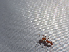 Formica pallidefulva