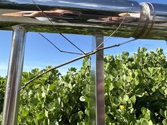 Ctenomorpha marginipennis