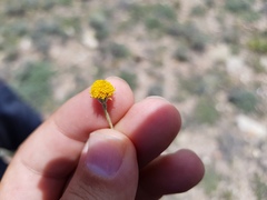 Thymophylla setifolia