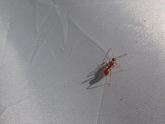 Formica pallidefulva