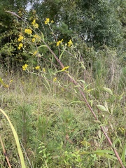 Helianthus schweinitzii