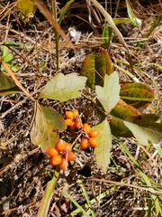 Smilax pumila