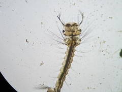 Culicinae