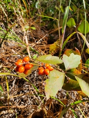 Smilax pumila