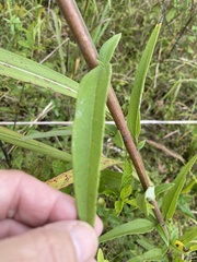 Helianthus schweinitzii