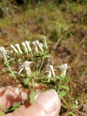 Sericocarpus tortifolius