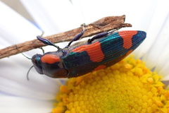 Castiarina grata