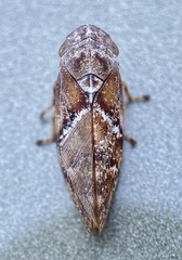 Aphrophora